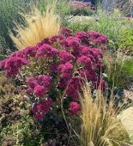 Sedum Purple Flower Seeds for Planting – Heirloom, Non-GMO, High Germination Organic Garden Seeds