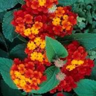 Rare Red Lantana Flower Seeds Heirloom Non-GMO High Germination Organic Garden Seeds for Planting