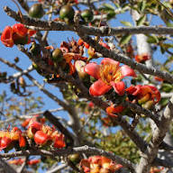 Red Ceiba Flower Seeds – Heirloom, Non-GMO, High Germination Organic Garden Seeds for Planting Seeds for Planting