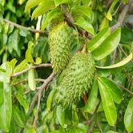 LushGreen Rare Annona Muricata Graviola Soursop Fruit Seeds for Planting Heirloom Non-GMO High Germination Organic Garden Seeds