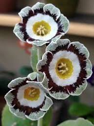 Primula Auricula Flower Seeds Mixed – Heirloom, Non-GMO, High Germination Organic Garden Seeds for Planting