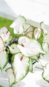 White Caladium Flower Seeds – Heirloom, Non-GMO, High Germination Seeds for Planting, Organic Garden Seeds