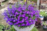 Purple Lobelia Regatta Flower Seeds for Planting – Heirloom, Non-GMO, High Germination Organic Garden Seeds for Planting Seeds for Planting
