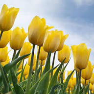 Tulip Flower Seeds Yellow Heirloom Non-GMO High Germination Organic Garden Seeds
