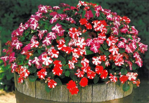 impatiens star flower seeds