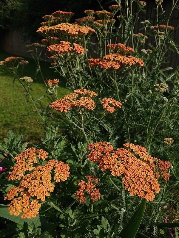Orange Achillea Flower Seeds – Heirloom, Non-GMO, High Germination Seeds