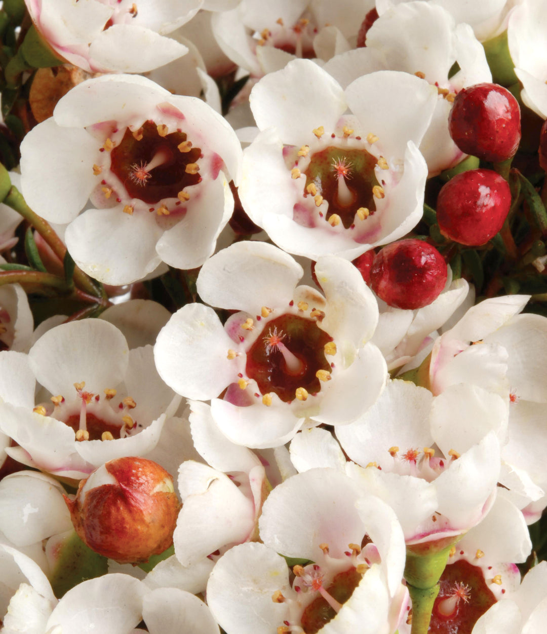 Red White Chamelaucium Flower Seeds for Planting – Heirloom Non-GMO High Germination