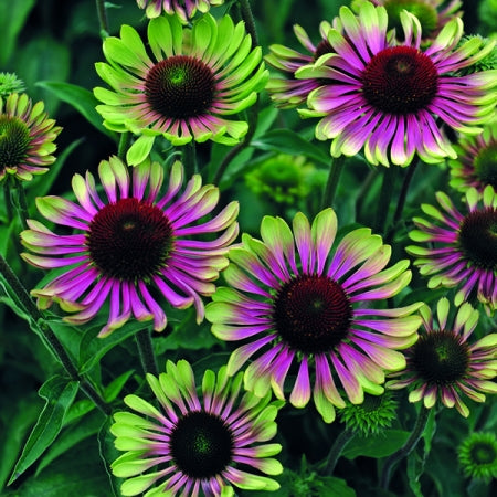 Purple Green Echinacea Flower Seeds – Heirloom Non-GMO High Germination Seeds