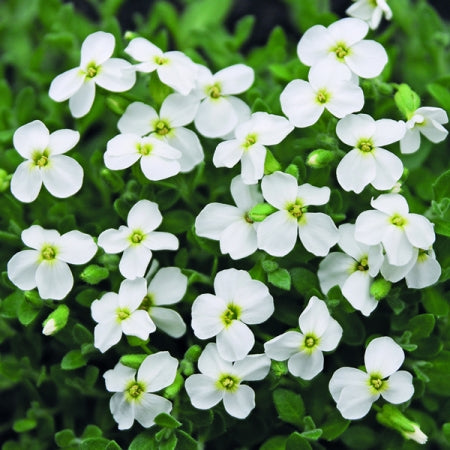 Aubrieta Flower Seeds White for Planting – Heirloom Non-GMO High Germination Organic Garden Seeds