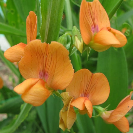 Orange Lathyrus Flower Seeds – Heirloom, Non-GMO, High Germination Seeds