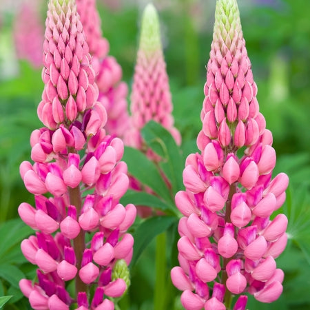 Pink Lupine Flower Seeds – Heirloom, Non-GMO, High Germination Seeds