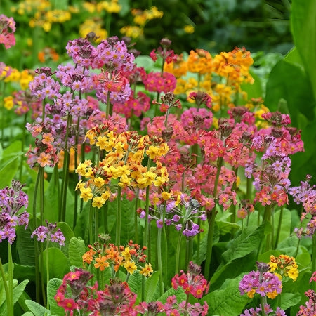 Mix Candelabra Flower Seeds – Heirloom, Non-GMO, High Germination Seeds