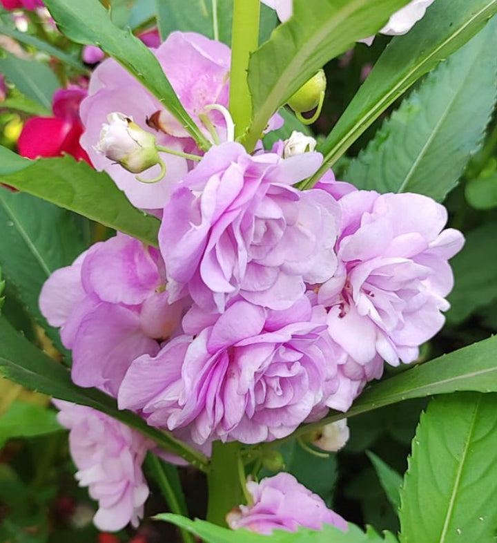 Double Balsam Flower Seeds for Planting – Heirloom Non-GMO High Germination Organic Seeds