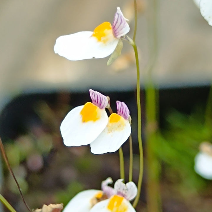 Utricularia Flower Seeds for Planting – Heirloom, Non-GMO, High Germination
