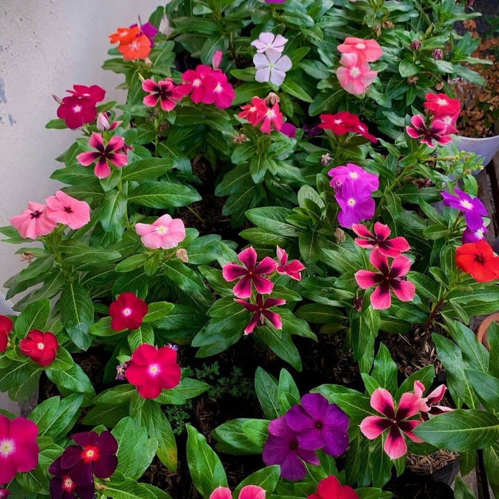 Mixed Vinca Flower Seeds – Heirloom, Non-GMO, High Germination Seeds