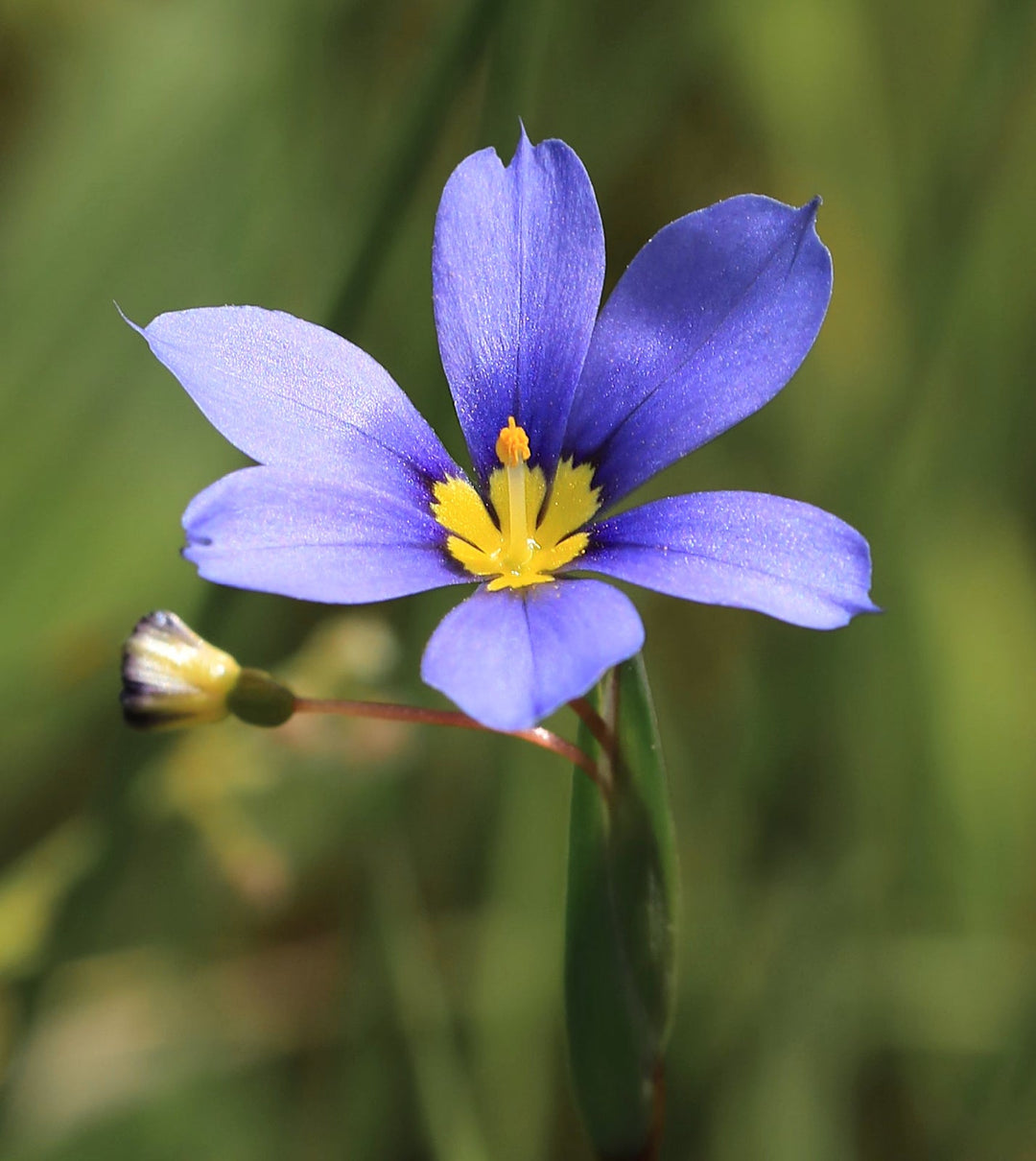 blue blue flower seeds