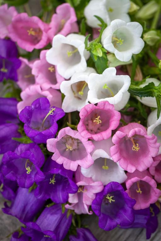 Mixed Campanula Flower Seeds – Heirloom, Non-GMO, High Germination Seeds
