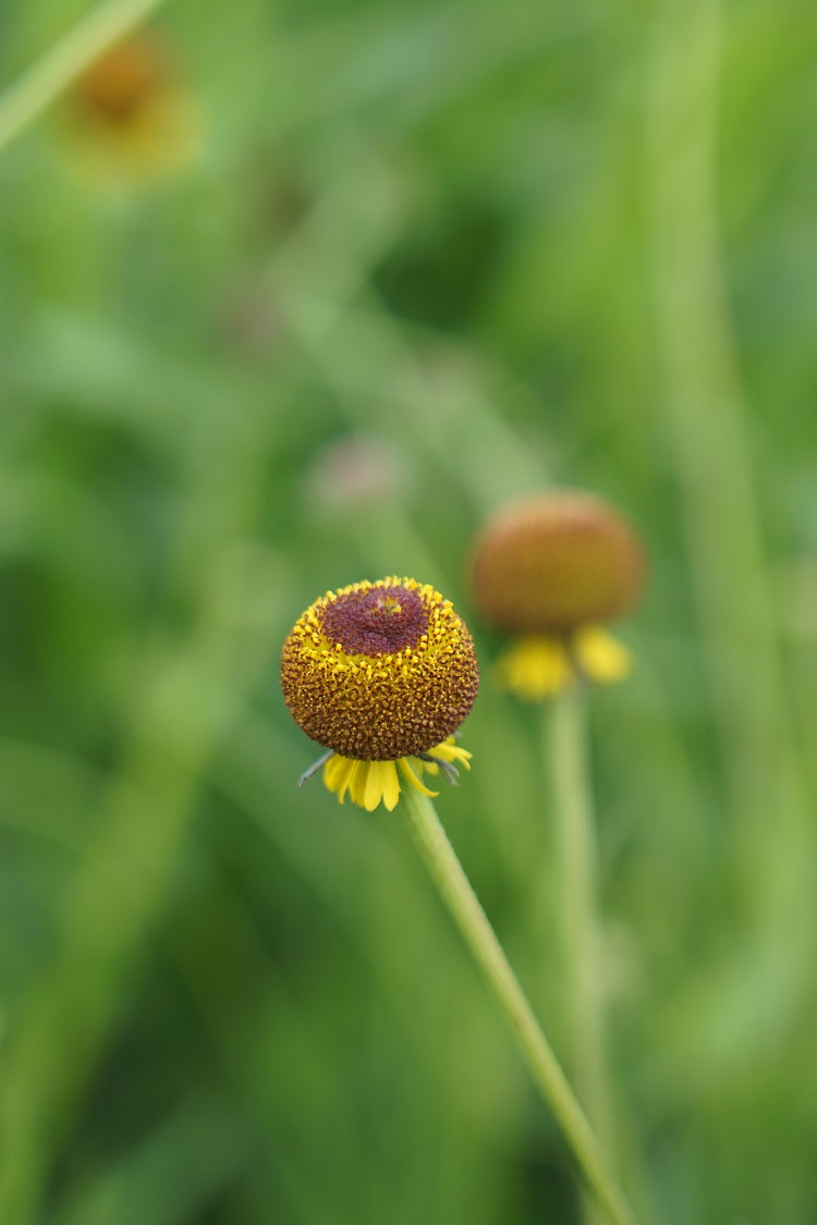 Yellow Helenium herb seeds