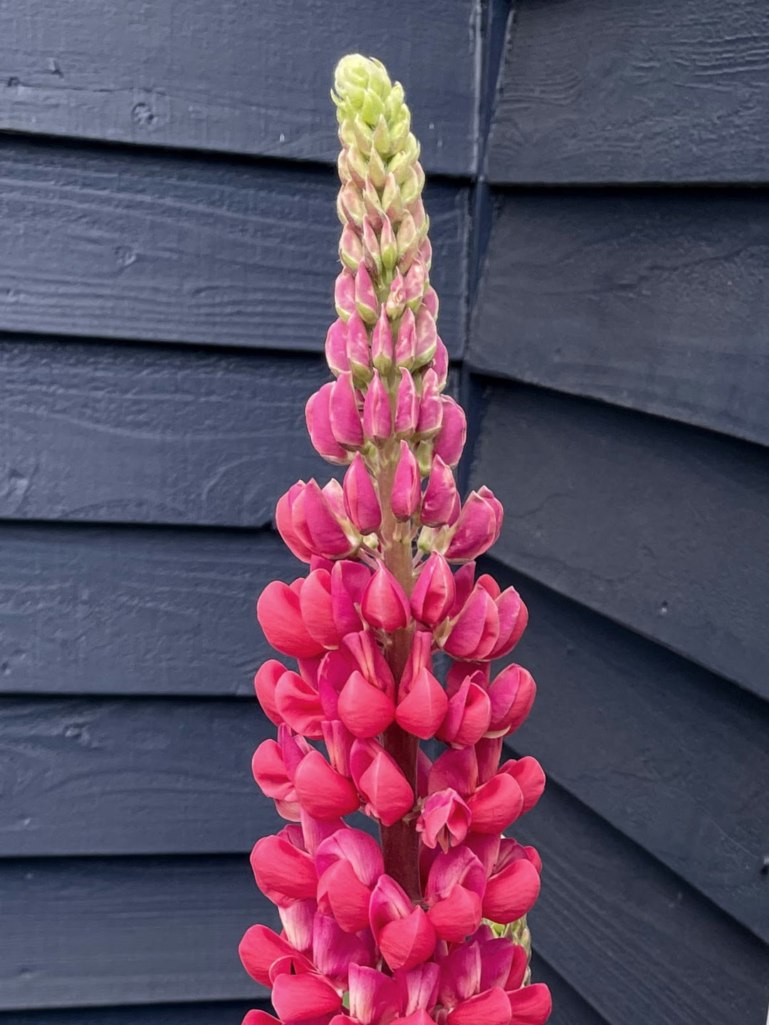Lupine Red Flower Seeds – Heirloom, Non-GMO, High Germination Seeds