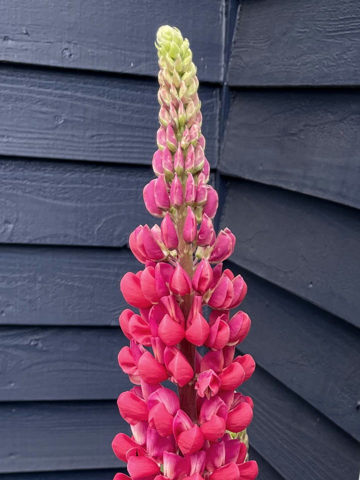 Lupine Red Flower Seeds – Heirloom, Non-GMO, High Germination Seeds