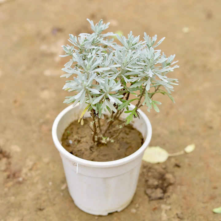 White Lavandula Flower Seeds – Heirloom, Non-GMO, High Germination Seeds