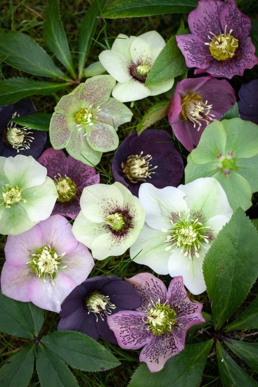 Helleborus Flower Seeds Mixed – Heirloom, Non-GMO, High Germination Seeds