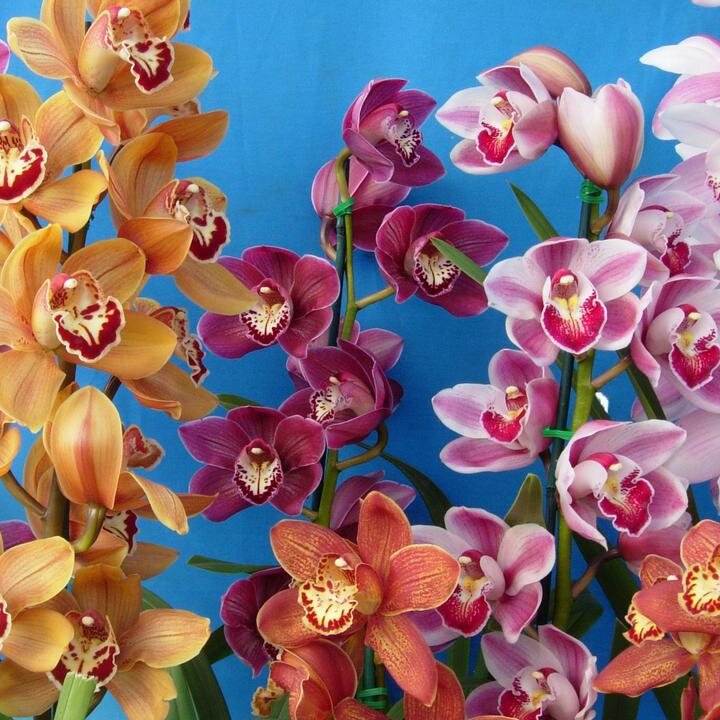 Mixed Cymbidium Orchid Flower Seeds – Heirloom Non-GMO High Germination