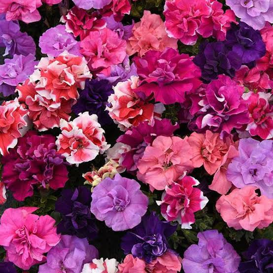 Double Petal Petunia Flower Seeds – Heirloom, Non-GMO, High Germination