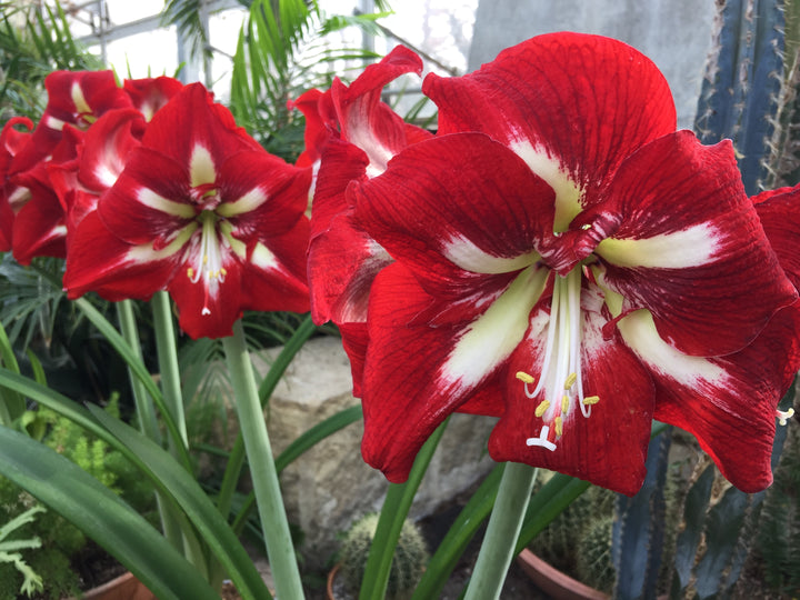 Red White Amaryllis Flower Seeds for Planting Heirloom Non-GMO High Germination Organic Seeds