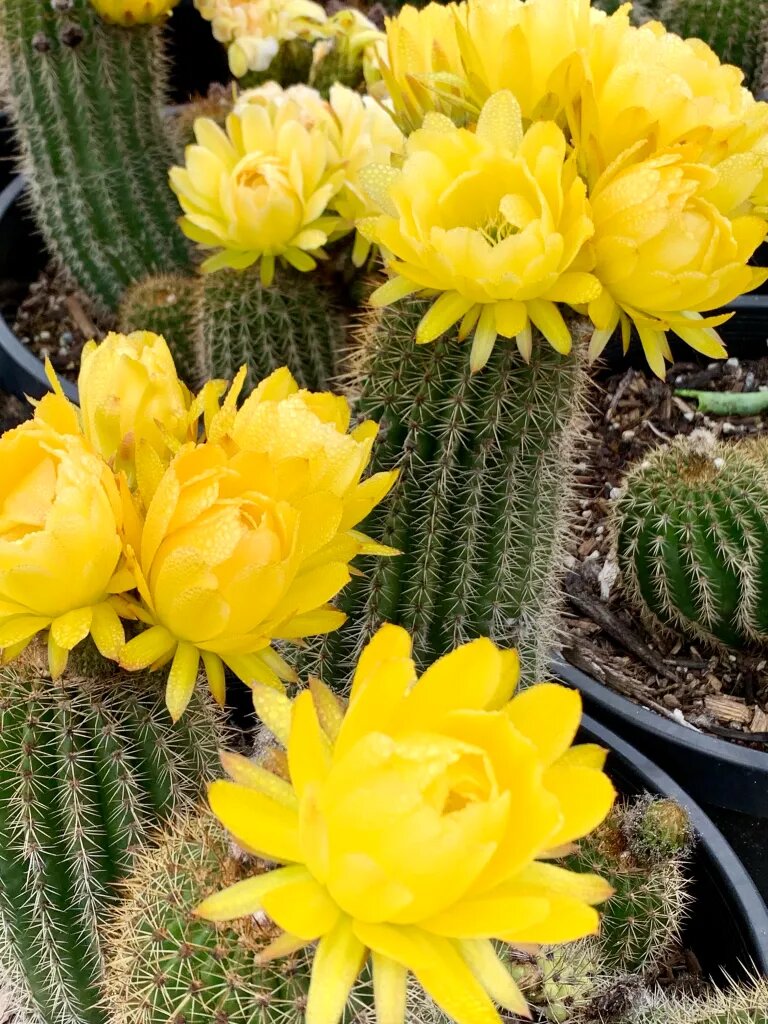 Perennial Giant Cactus Flower Seeds for Planting Yellow – Heirloom Non-GMO Organic Garden Seeds High Germination