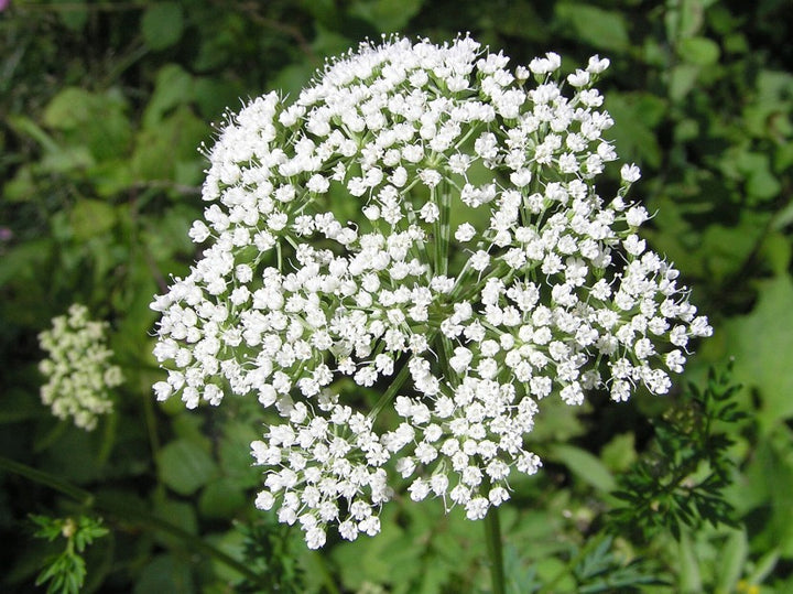 White Selinum Flower Seeds Heirloom Non-GMO High Germination Organic Garden Seeds for Planting