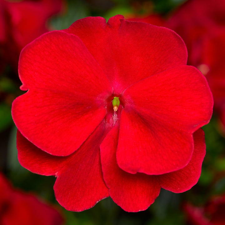 Red Impatiens Flower Seeds – Heirloom Non-GMO High Germination Organic Garden Seeds for Planting
