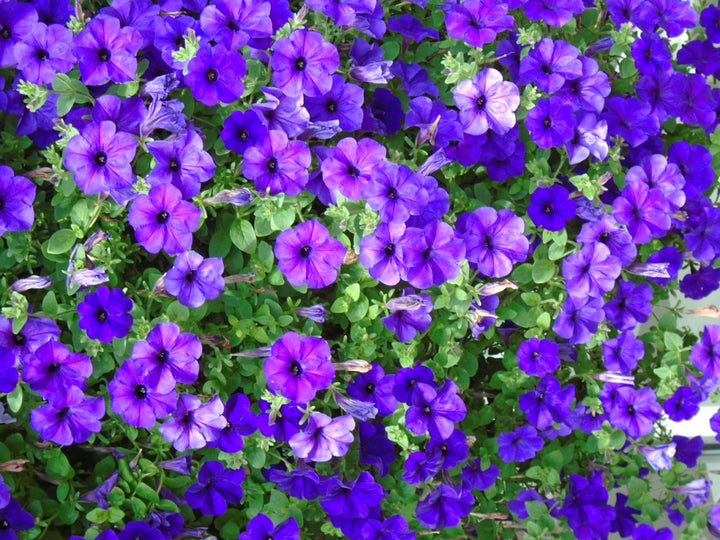 Impatiens Flower Seeds Purple Heirloom Non-GMO High Germination Organic Garden Seeds for Planting