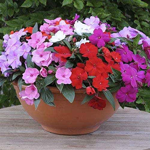 impatiens accent flower seeds
