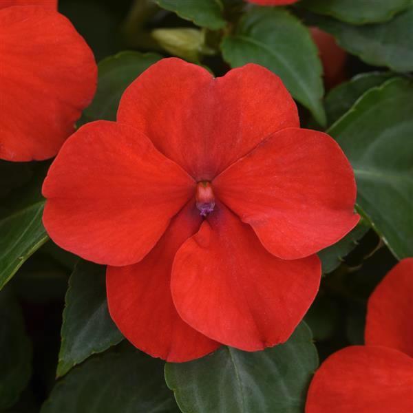 Red Impatiens Flower Seeds – Heirloom Non-GMO High Germination Organic Garden Seeds for Planting