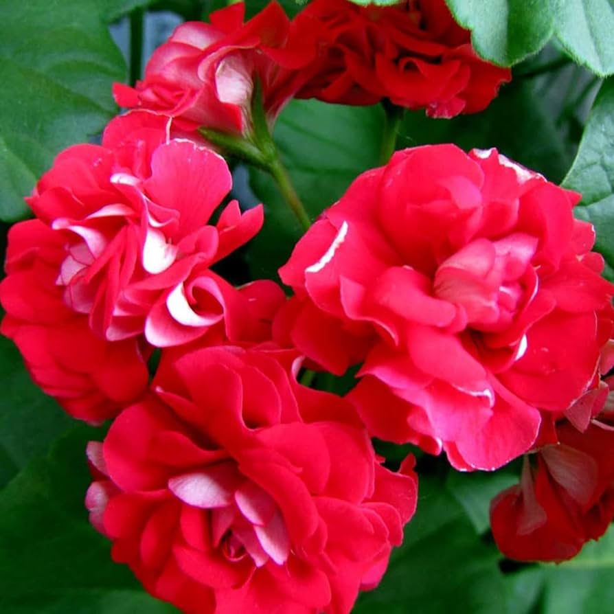 red impatiens flower seeds