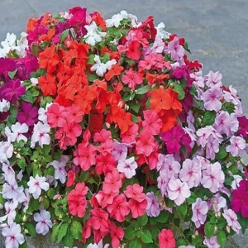 impatiensfimportedheirloomnongmohighgerminationorganicgarden flower seeds