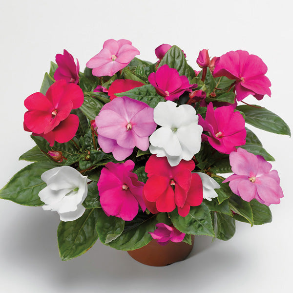 Impatiens Flower Seeds Mixed – Heirloom, Non-GMO, High Germination Seeds