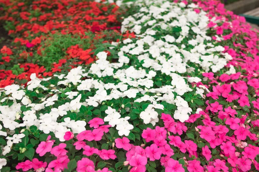Perennial Impatiens Flower Seeds – Heirloom, Non-GMO, High Germination Seeds