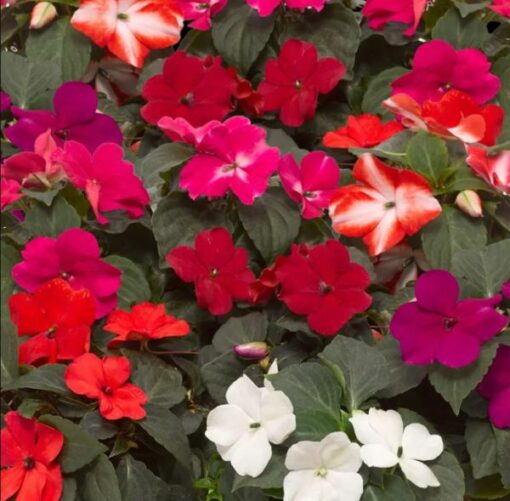 impatiens imara flower seeds