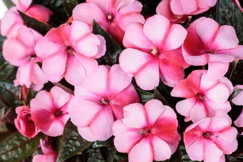 Pink Red Impatiens Flower Seeds – Heirloom Non-GMO High Germination Organic Garden Seeds for Planting