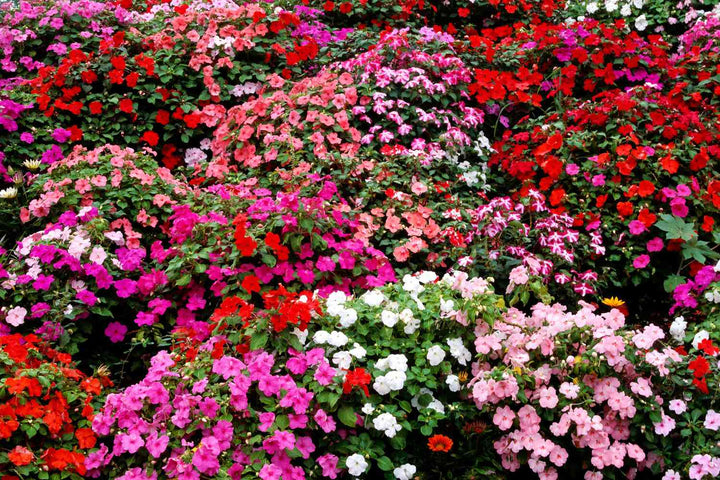 Perennial Impatiens Flower Seeds – Heirloom, Non-GMO, High Germination Seeds