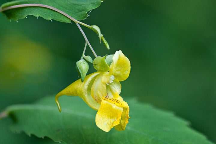 Jewelweed Flower Seeds Yellow – Heirloom, Non-GMO, High Germination Seeds