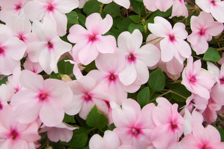 White Pink Impatiens Flower Seeds Heirloom Non-GMO High Germination Organic Garden Seeds for Planting