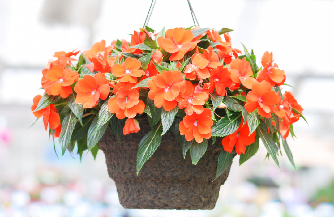 Giant Impatiens Flower Seeds Orange – Heirloom, Non-GMO, High Germination Seeds
