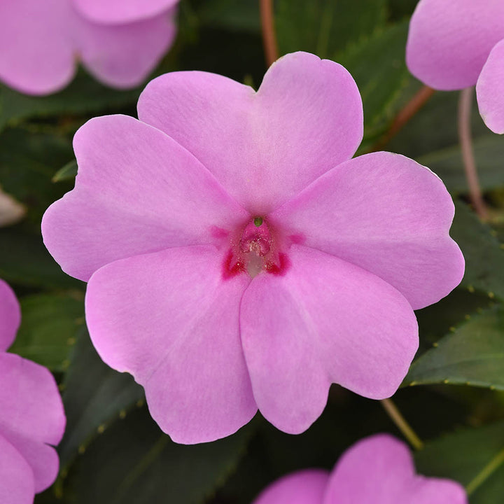 Pink Impatiens Flower Seeds – Seeds for Planting, Heirloom, Non-GMO, High Germination Organic Garden Seeds