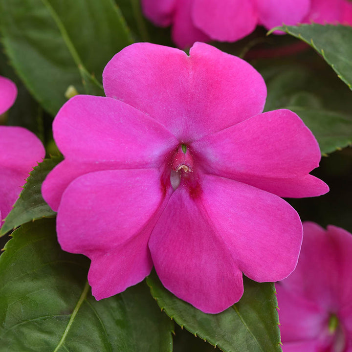 Fleißiges Lieschen Blumensamen Pink – Erbstück, gentechnikfrei, keimfreudige Samen
