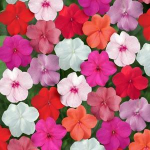 impatienssuperelfinimportedheirloomnongmohighgerminationorganicgarden flower seeds