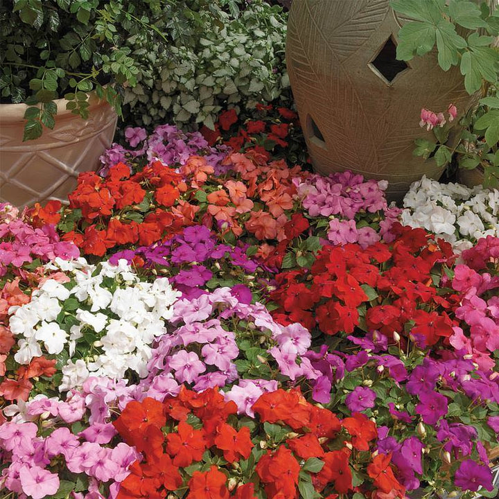 Mixed Impatiens Flower Seeds – Heirloom, Non-GMO, High Germination Seeds