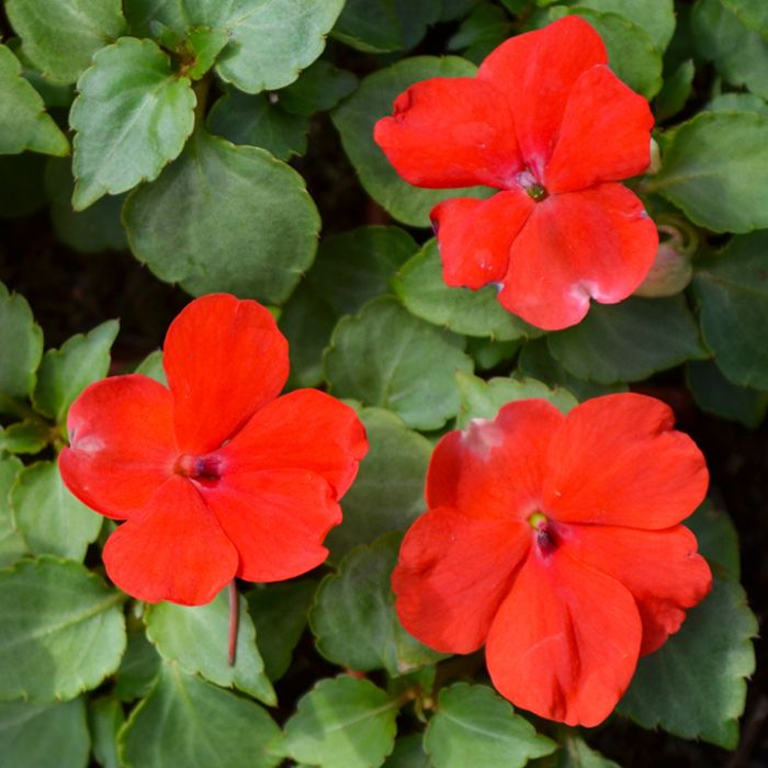 Semillas de impatiens gigantes rojas – Reliquia, sin OMG, semillas de alta germinación